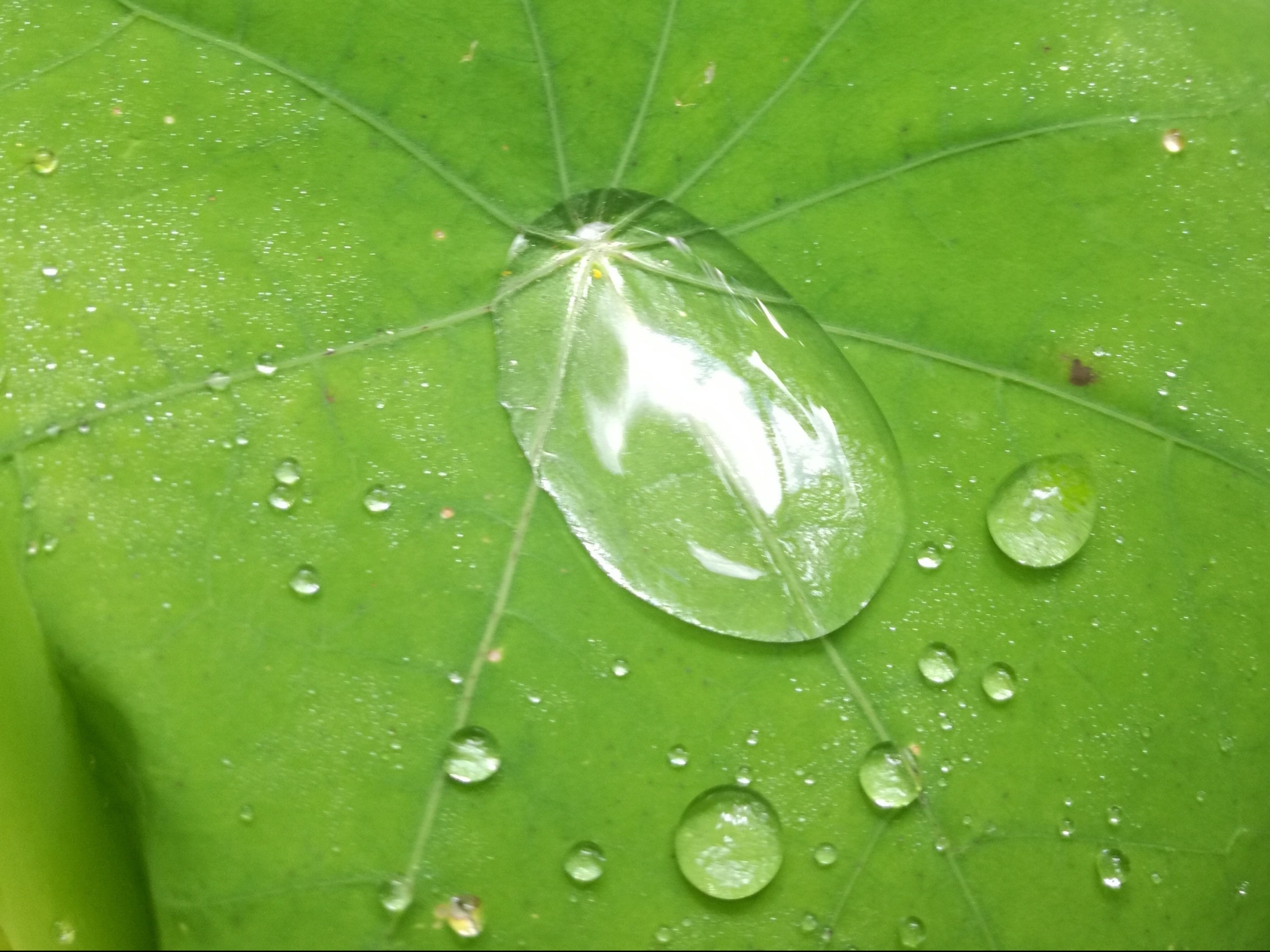 Nasturtium leaves gather little galaxies of water droplets after rain.
