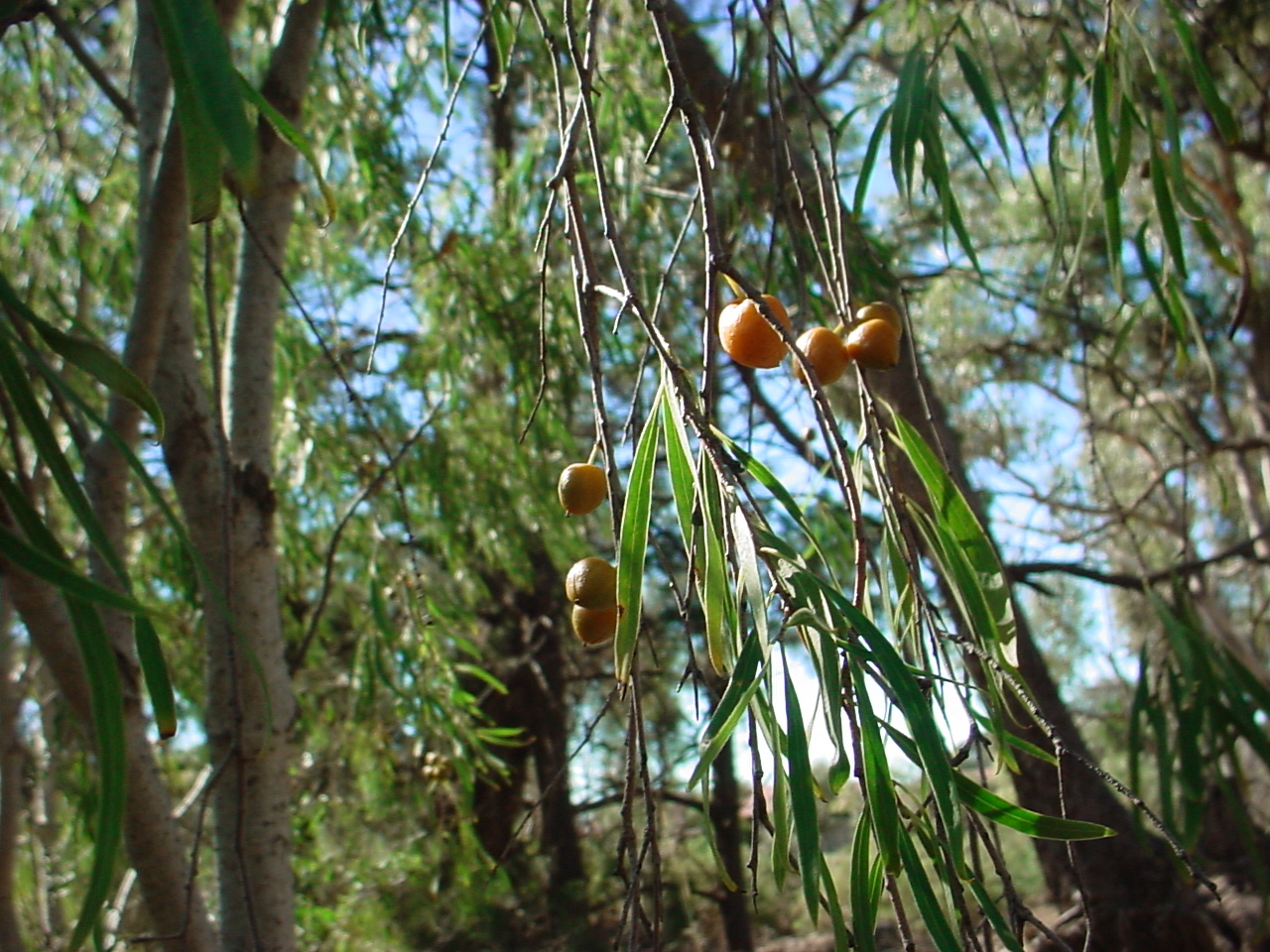 Native Apricot (Pittosporum phylliraeoides)