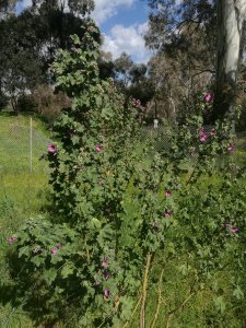 As its name suggests, Tree Mallow can get quite large.
