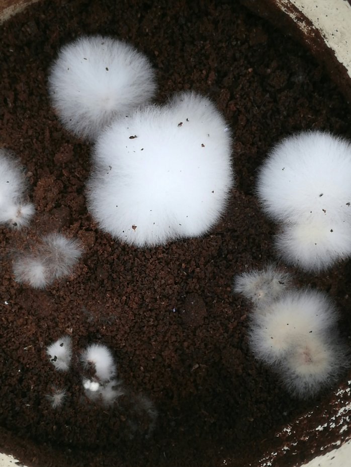 Mycelia growing fuzzily well
