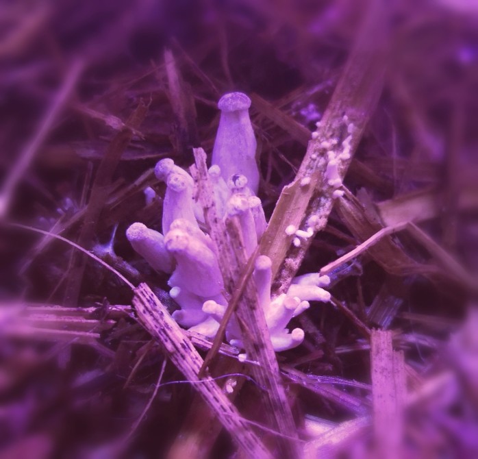 Baby Blue Oyster mushrooms