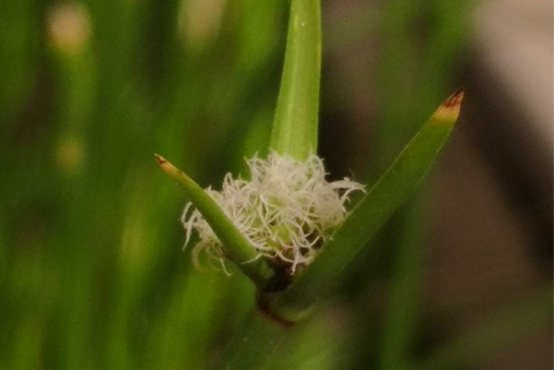 Sedges (Cyperus vaginatus)