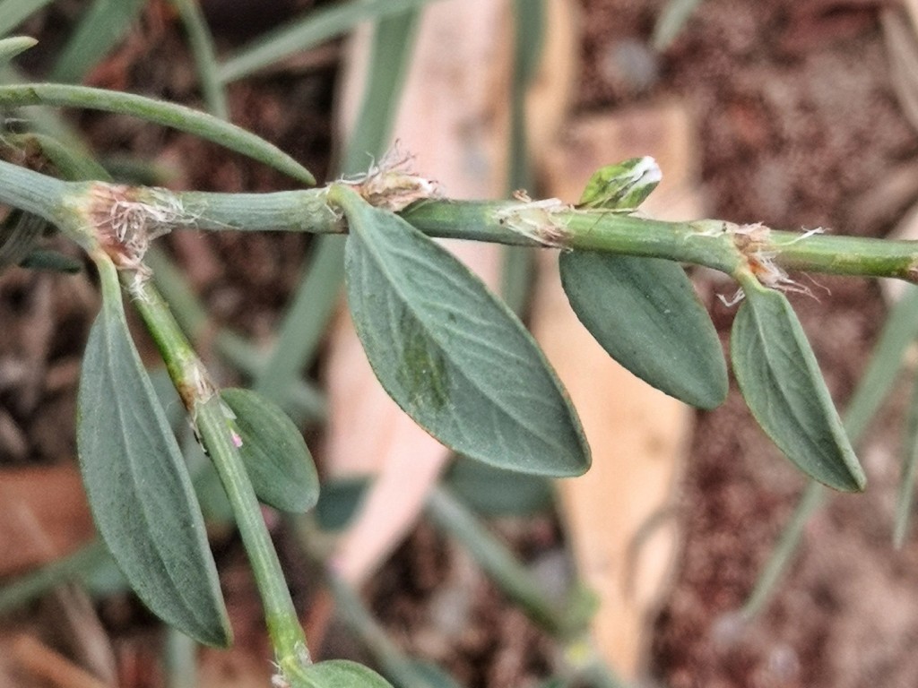 A silvery sheath encloses the leaf bases. That feature distinguishes this species.