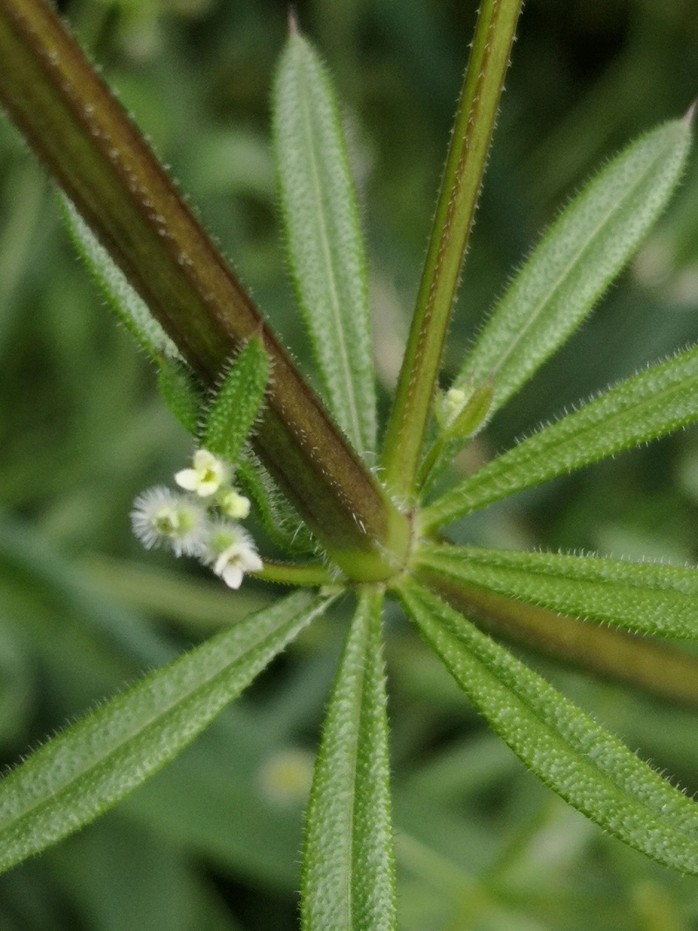 Cleavers wild herbs herbal