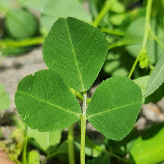 The stalk at the base of the middle leaf makes it a Medic, not a Clover.