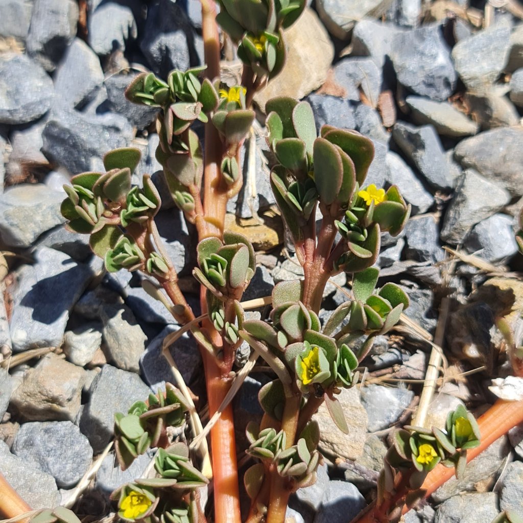 Purslane closes its leaves when it is too hot.